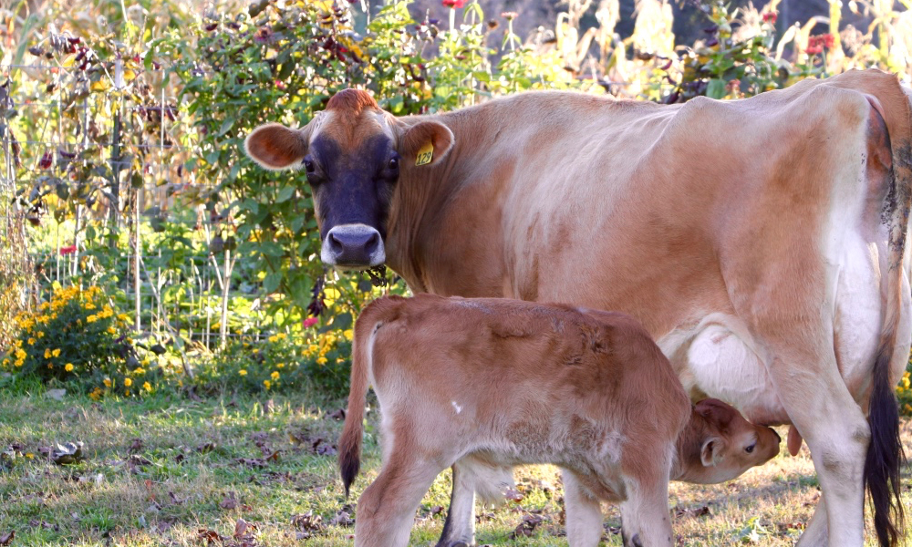 Lakeside Farm Family Cows
