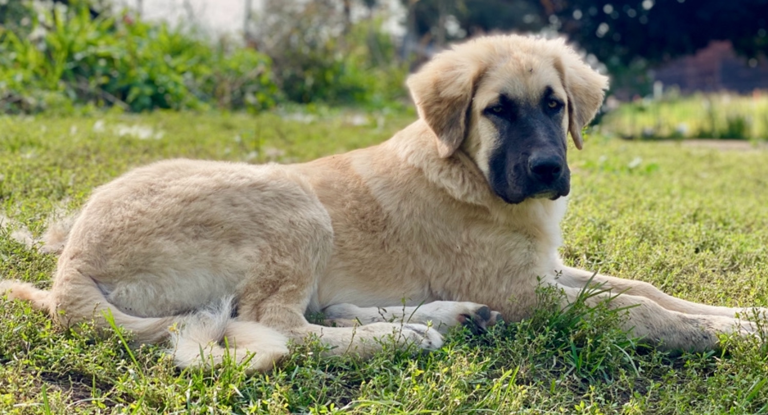 Biscuit Female