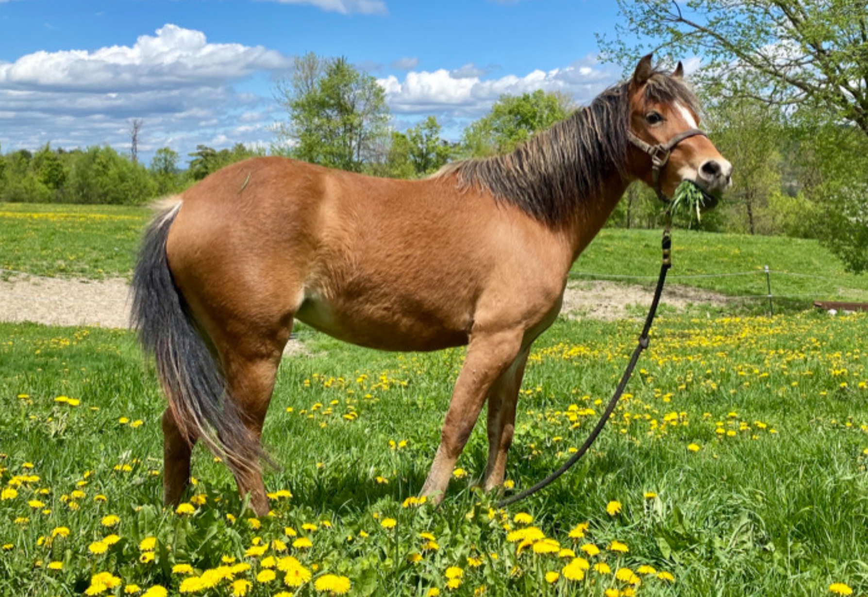 American Shetland Pony Caramel Ice Cream