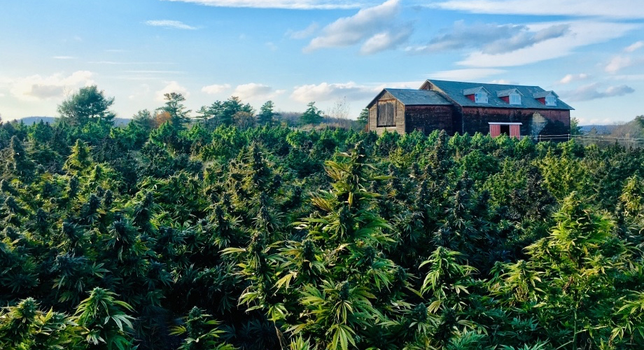 Highest Quality Organic Hemp Flower