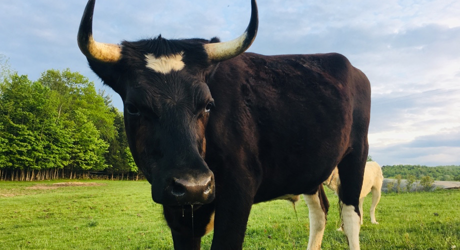 Grassfed Organic Freezer Beef