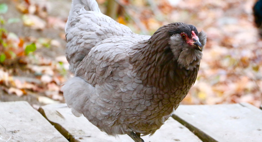 Rainbow Ameraucana Hatching Eggs and Chicks