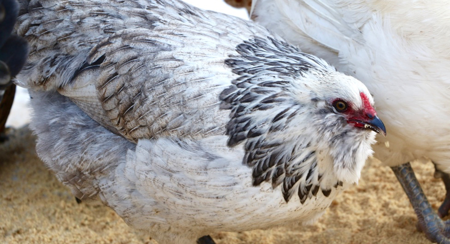 Rainbow Ameraucana Hatching Eggs