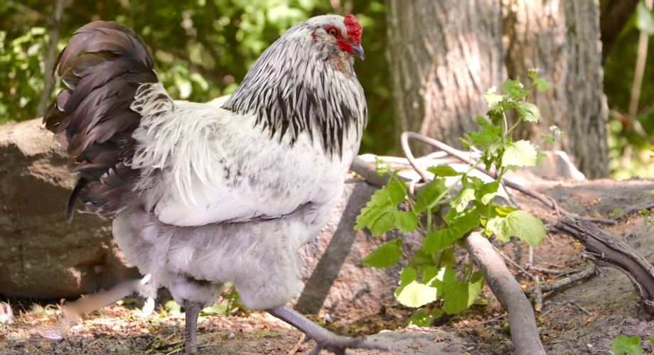 Ameraucana Project Colors